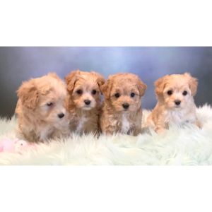 Windy-Way-Pups-maltipoo-maryland