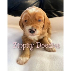 Zippity-Doodles