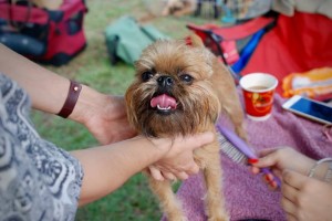 Brussels Griffon Puppies For Sale in California