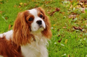 6 Best Cavalier King Charles Breeders in California! (2022)