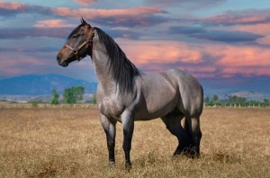 7 Best Horse Breeders in California! (2022)