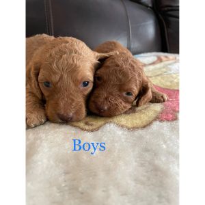 AJs-Love-Our-Pups (Cockapoo Georgia)