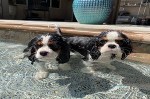 Adorable Cavaliers of Southern California (Cavalier King Charles Spaniel California)