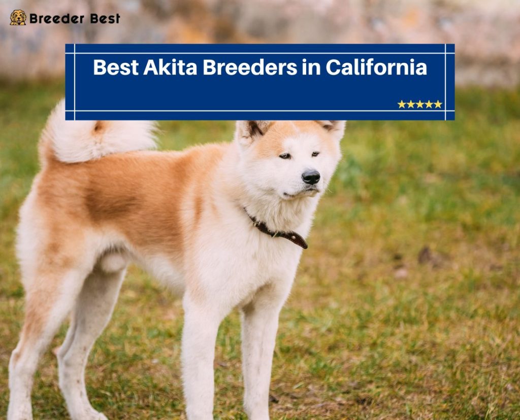 6 Best Akita Breeders in California! (2024) - Breeder Best