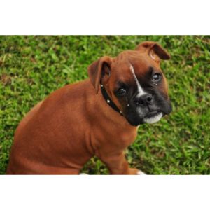 American-Boxer-Puppies