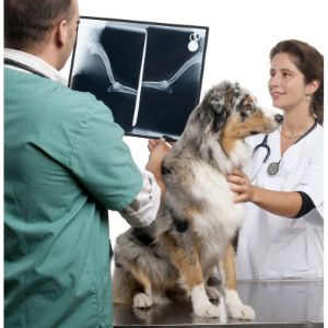 Animal-Breeders-Need-To-X-Ray