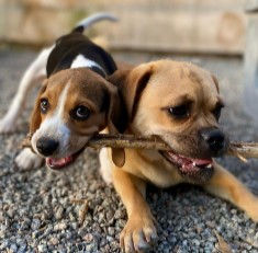 Arizona Animal Welfare League & SPCA (Beagle Rescue)