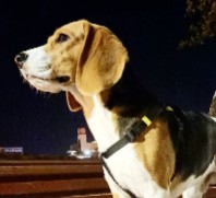Arizona Beagle Rescue (Arizona Rescue)