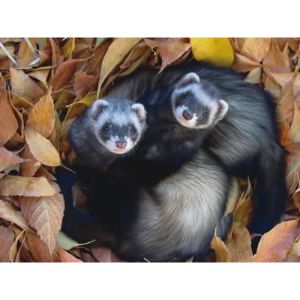 Arizona-Ferret-Rescue (Ferret USA)