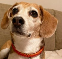 Arizona Humane Society (Beagle Rescues)