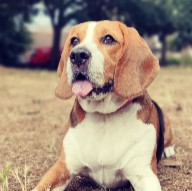 Arizona Small Dog Rescue (Beagle Rescue)