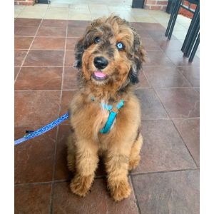 Aussiedoodle-Puppies-In-Connecticut