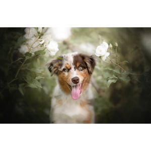 Aussiedoodle-Puppies-In-Illinois