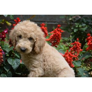 Ayers-Pampered-Pets (Goldendoodle Georgia)