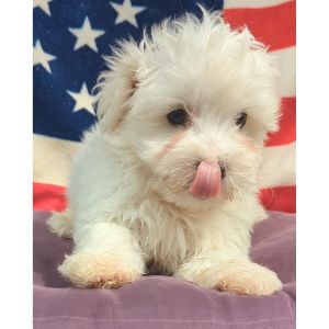 B-C-Kennels-Illinois (Maltipoo Illinois)