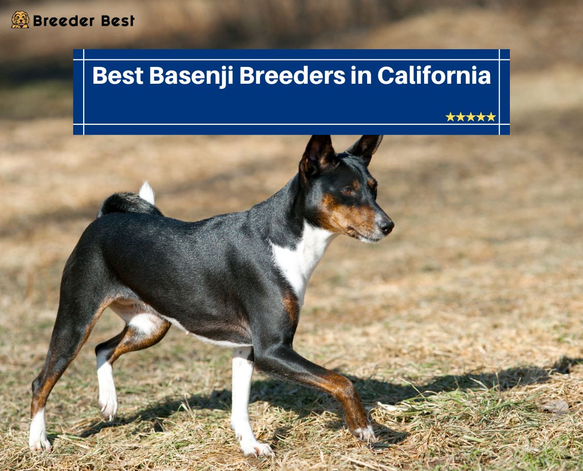 Basenji Breeders in California