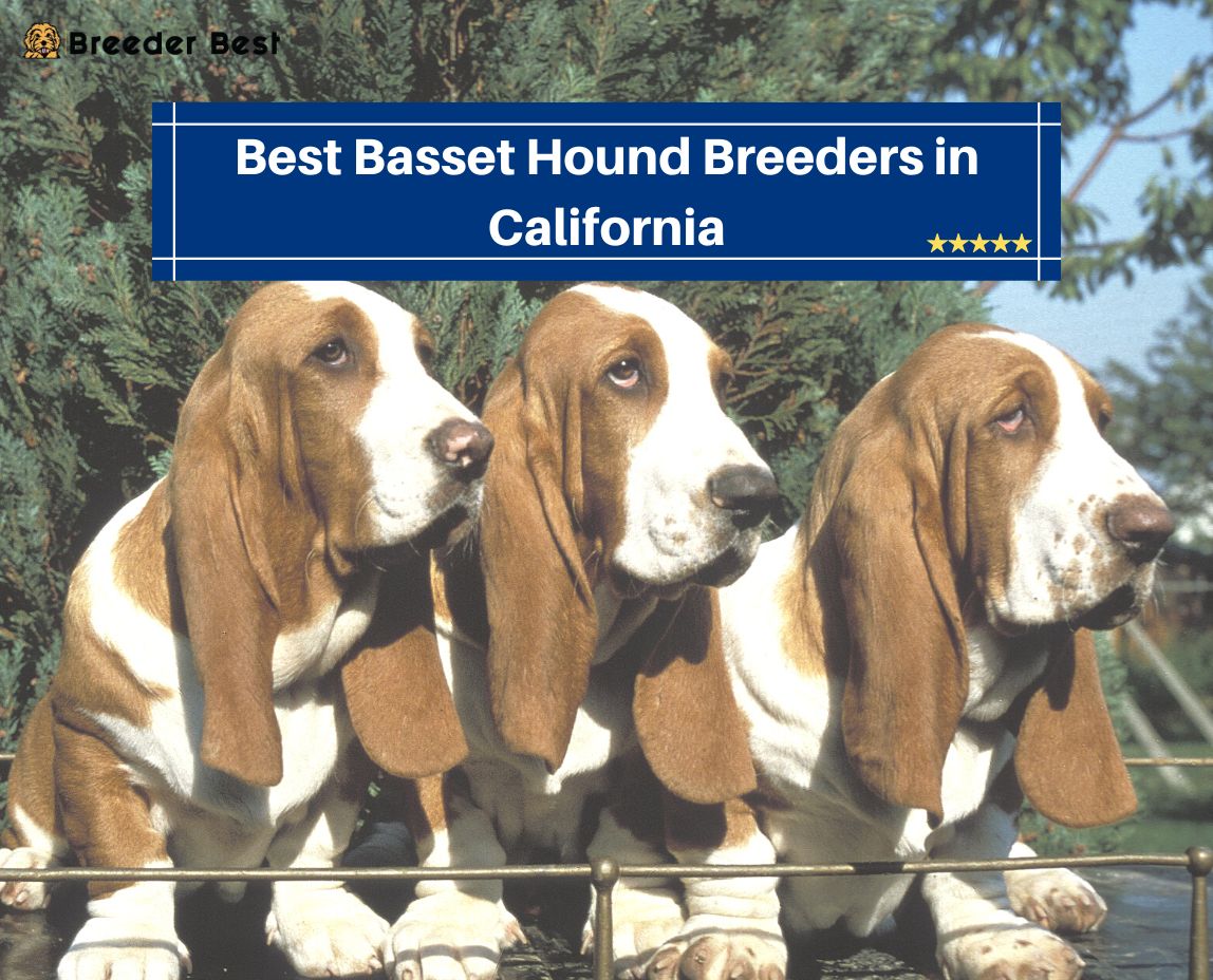 Basset Hound Breeders in California