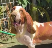 Basset Hound Puppies For Sale in California