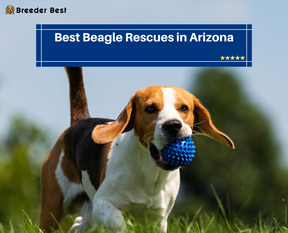 Beagle Rescues in Arizona