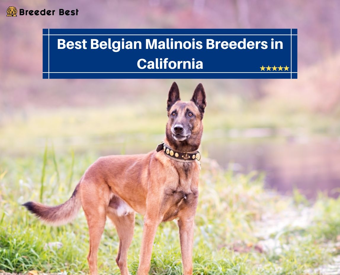 Belgian Malinois Breeders in California