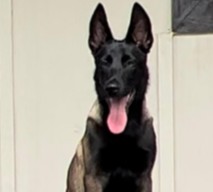Belgian Malinois Puppies For Sale in California