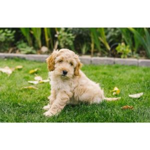 Bella-Coco-Cockapoos (Cockapoo Georgia)