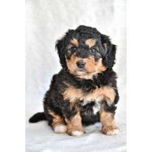 Bernedoodle-Puppies-In-Los-Angeles