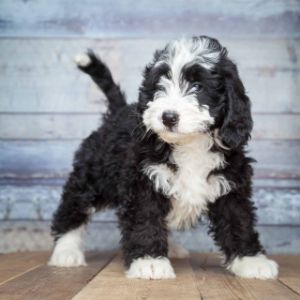 Bernedoodle-Puppies-In-Mississippi