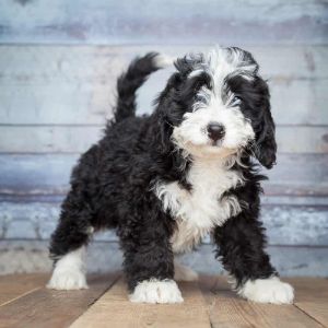 Bernedoodle Puppies in New Jersey For Sale