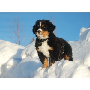 Bernese-Mountain-Dog-Puppies-In-New-York