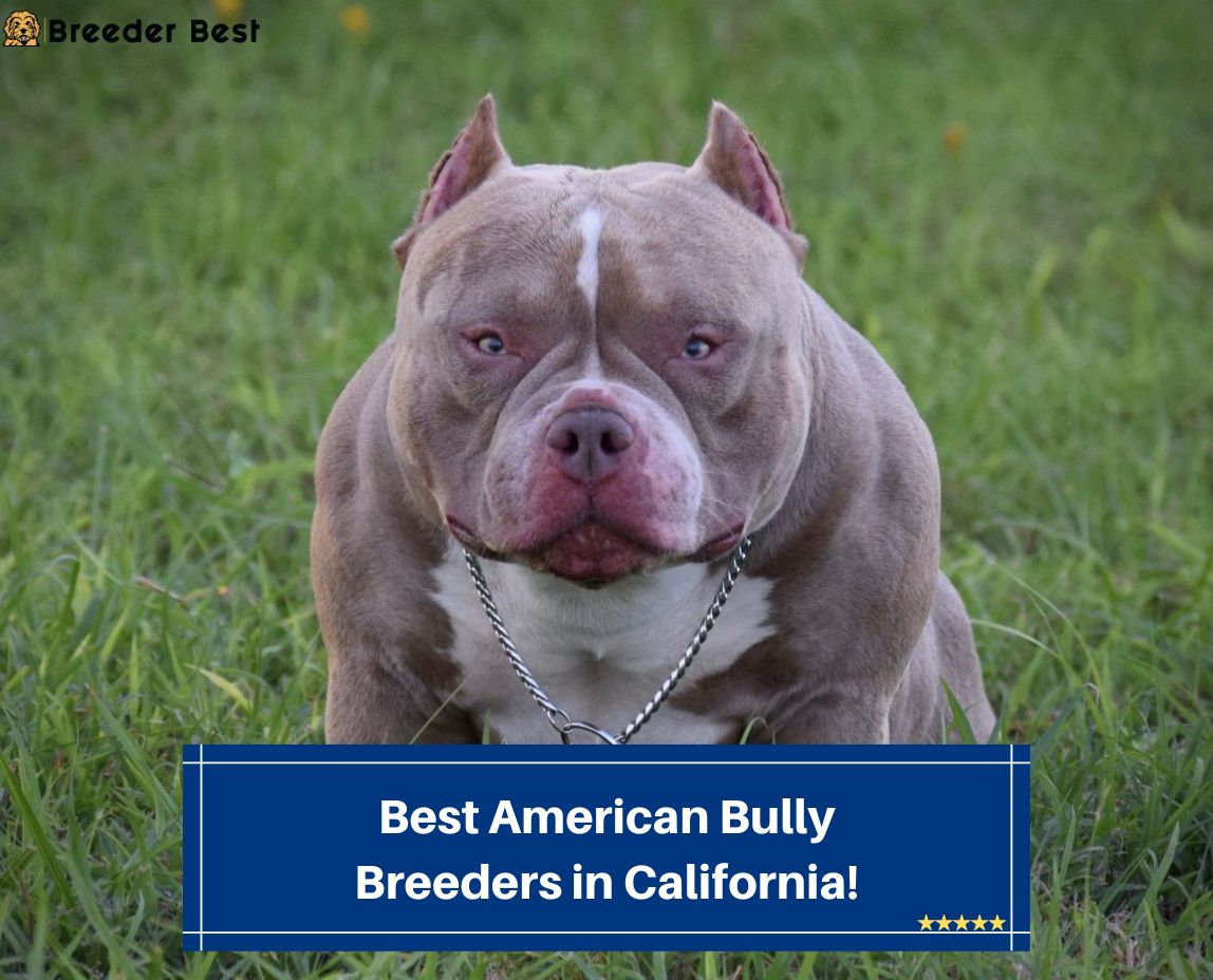Best-American-Bully-Breeders-in-California-template
