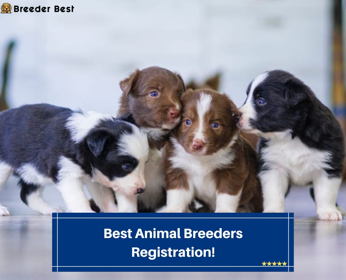 Best-Animal-Breeders-Registration-template