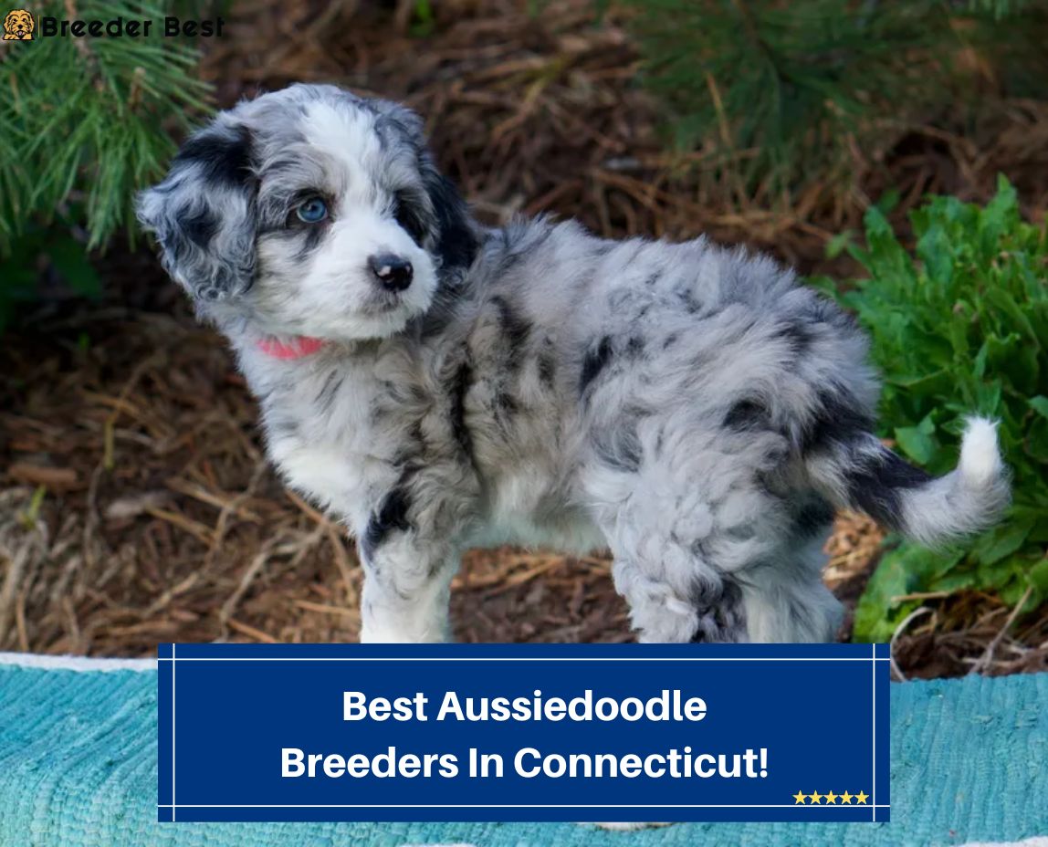 Best-Aussiedoodle-Breeders-In-Connecticut-template