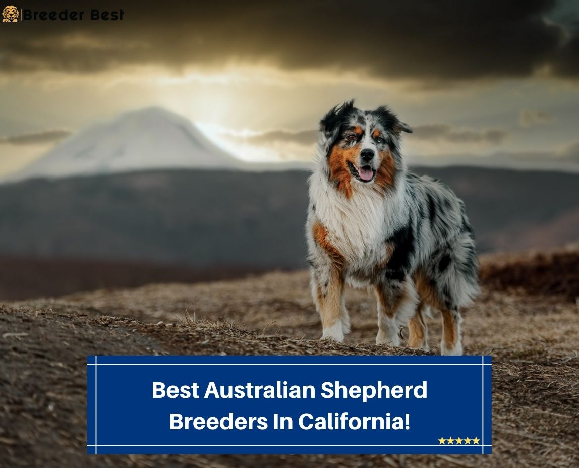 Best-Australian-Shepherd-Breeders-In-California-template