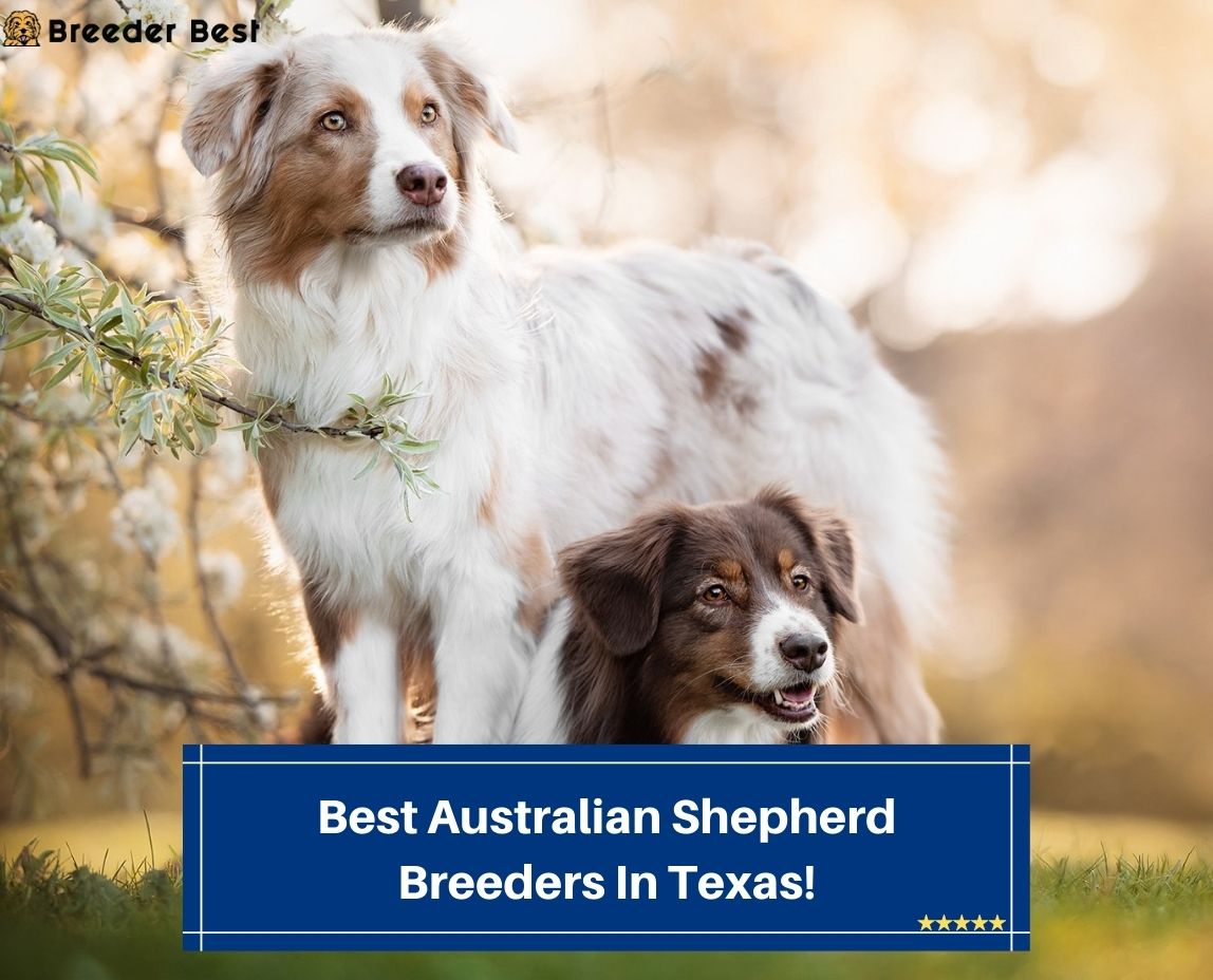 Keldrew Ranch Miniature & Toy Australian Shepherds - Breeder