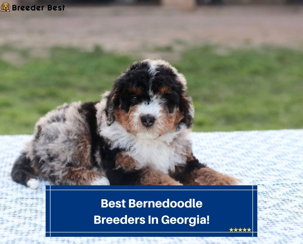 6 Best Bernedoodle Breeders in (2024) Breeder Best