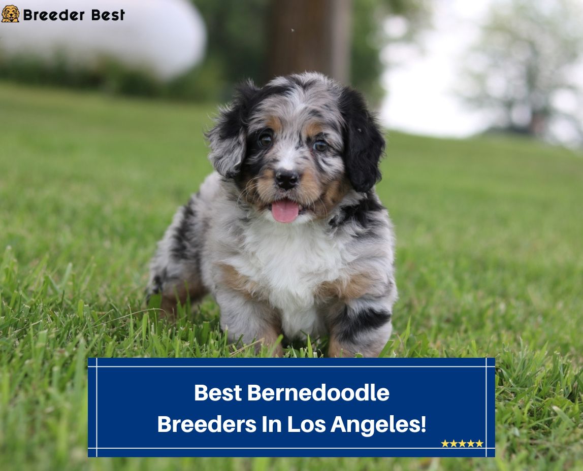 Best-Bernedoodle-Breeders-In-Los-Angeles-template