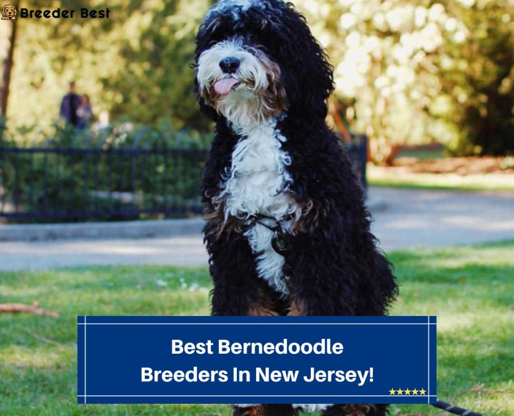 4 Best Bernedoodle Breeders in New Jersey! (2024) Breeder Best