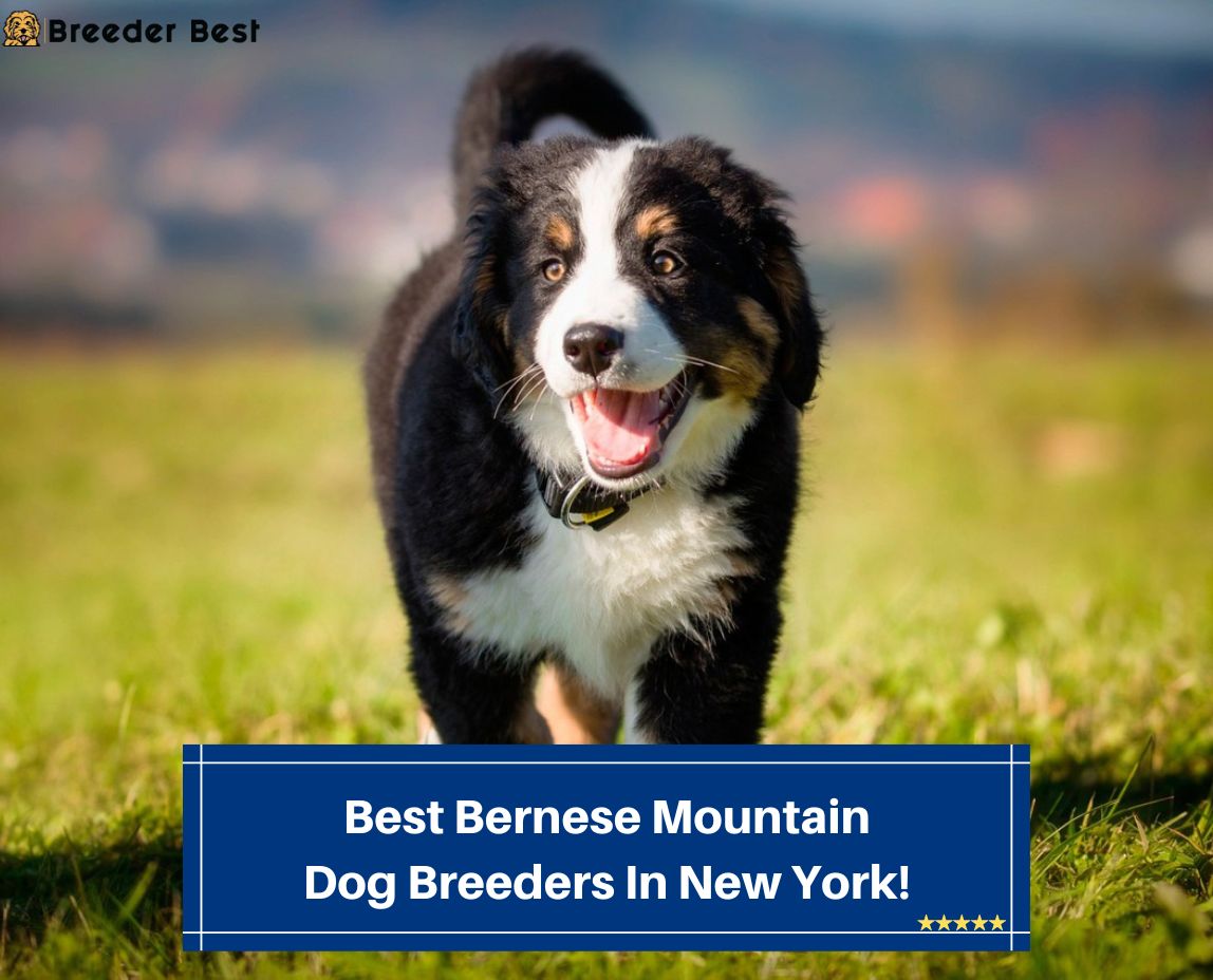 Best-Bernese-Mountain-Dog-Breeders-In-New-York-template