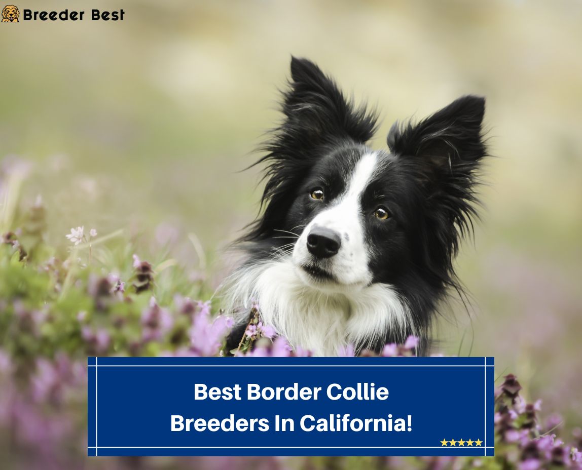 Best-Border-Collie-Breeders-In-California-template
