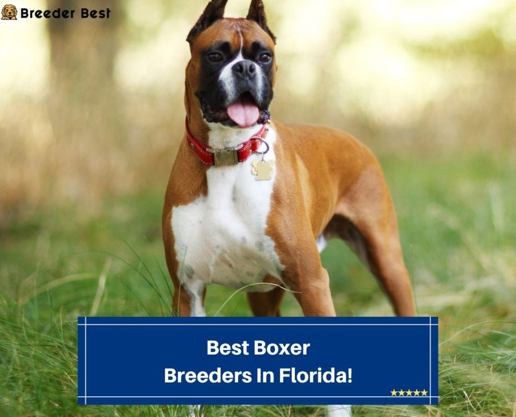 5 Best Boxer Breeders in Florida! (2024) - Breeder Best