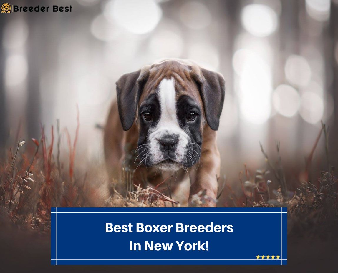 Best-Boxer-Breeders-In-New-York-template