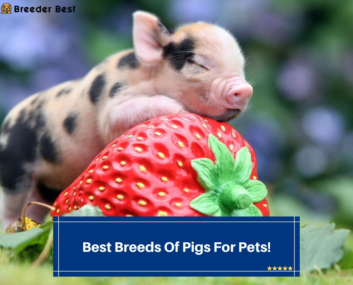 Best-Breeds-Of-Pigs-For-Pets-template