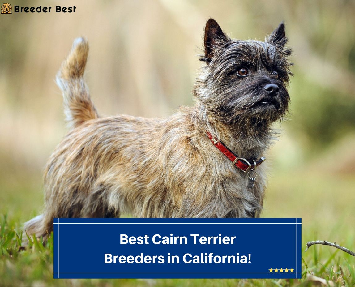 Best-Cairn-Terrier-Breeders-in-California-template