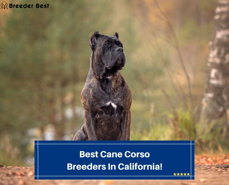 3 Best Cane Corso Breeders In California! (2023) Breeder Best