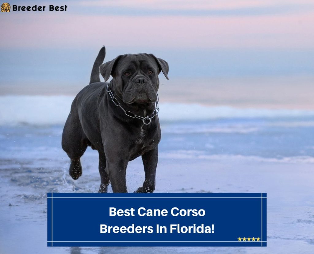4 Best Cane Corso Breeders in Florida! (2024) Breeder Best