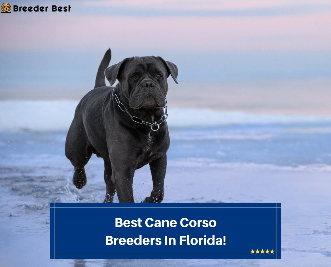 Best-Cane-Corso-Breeders-In-Florida-template