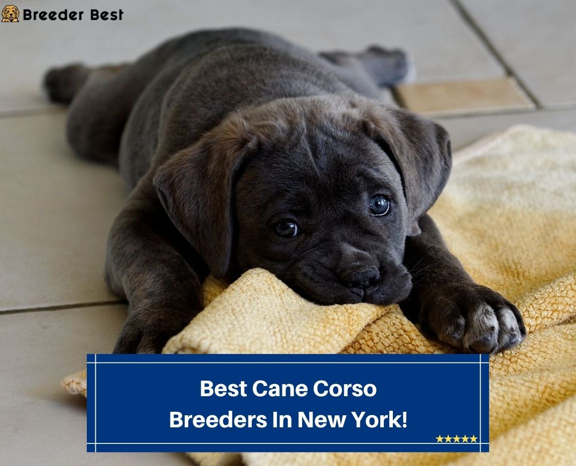 Best-Cane-Corso-Breeders-In-New-York-template