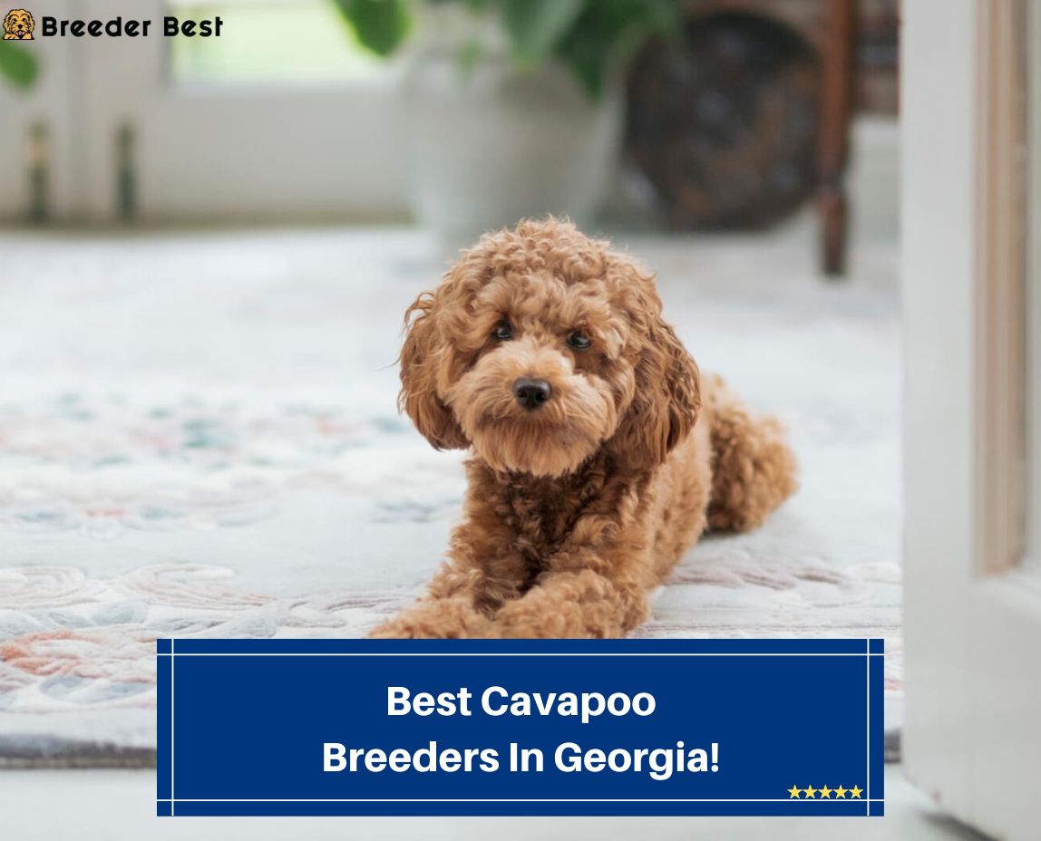 Best Cavapoo Breeders In Georgia template