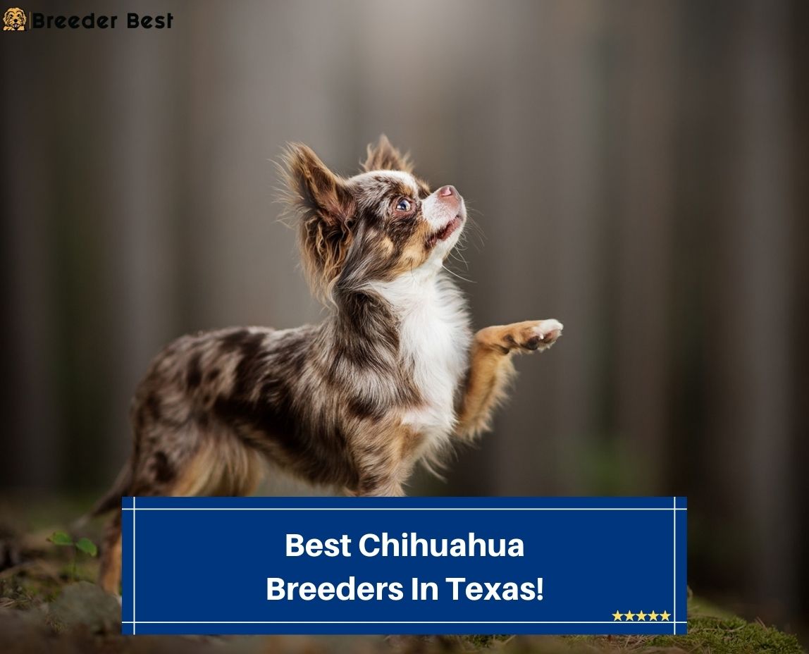 Best-Chihuahua-Breeders-In-Texas-template